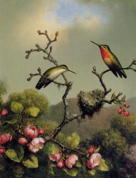 馬丁 約翰遜 赫德 Ruby Throat of North America 馬丁 約翰遜 赫德 Ruby Throat of North America
